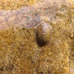 Herrick's Water Penny Beetle thumbnail 2