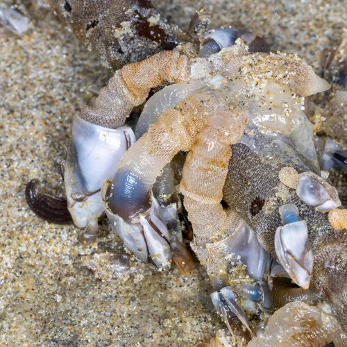 Pacific Gooseneck Barnacle