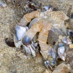 Pacific Gooseneck Barnacle thumbnail 1
