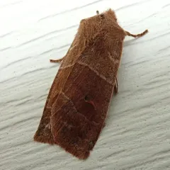 Morrison's Sallow thumbnail 2