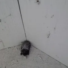 Silver-haired Bat thumbnail 3