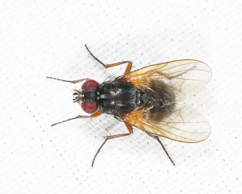 Mydaea furtiva