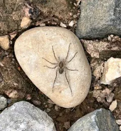 Shore Spider thumbnail 2