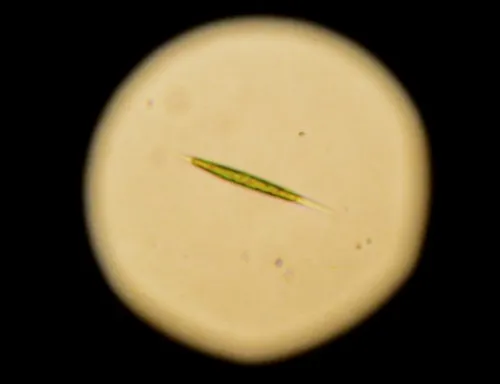 Chlorogonium elongatum