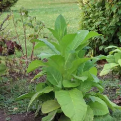 Cultivated tobacco thumbnail 2
