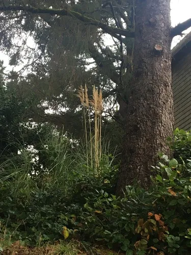 Purple Pampas Grass