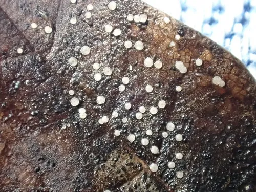 Calycellina lachnobrachya