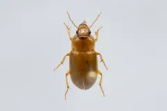 Amara fulva thumbnail 2