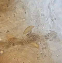 spindle duster thumbnail 2