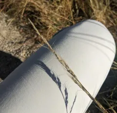 green needlegrass thumbnail 2