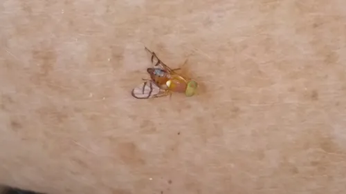 Paraterellia superba