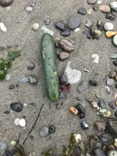 Cucumber thumbnail 4