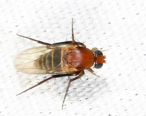 Chaetopleurophora multiseriata