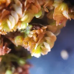 Anomalous Flapwort thumbnail 4