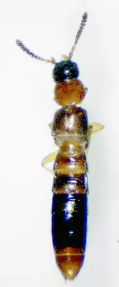 Atheta pennsylvanica thumbnail 2