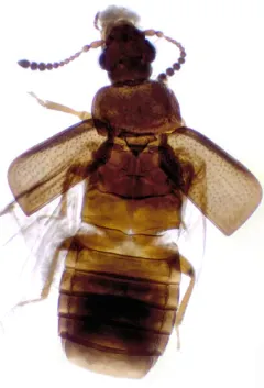 Diffuse Ocellate Rove Beetle thumbnail 2
