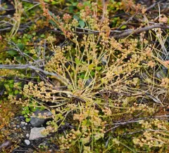 greenland cochlearia thumbnail 1