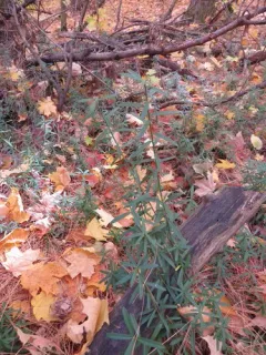 Dwarf Strawberry Bush thumbnail 1
