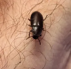 Forest Darkling Beetle thumbnail 4