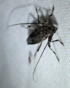 Dark-stained Longhorned Beetle thumbnail 4