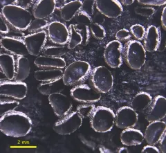 Sooty Bark Canker thumbnail 2