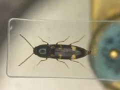 Six-spotted Click Beetle thumbnail 1