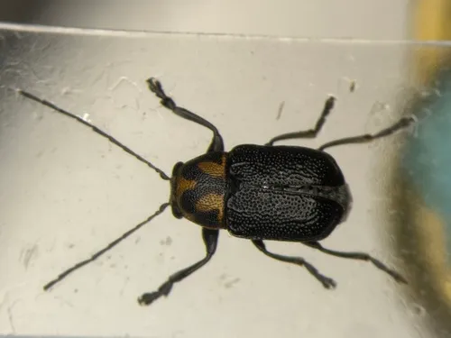 Pachybrachis trinotatus