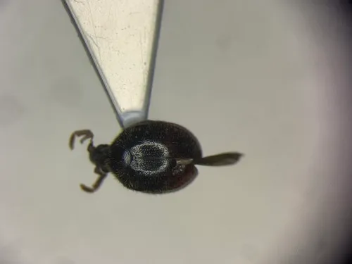 Caenocara oculatum