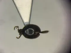 Caenocara oculatum thumbnail 1