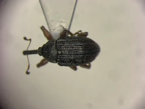 Anthonomus rufipes