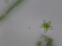 Staurastrum alternans thumbnail 1