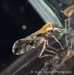 Ornate Planthopper thumbnail 4