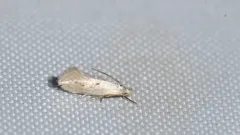 Elachista orestella thumbnail 1