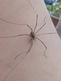 Leiobunum blackwalli thumbnail 3