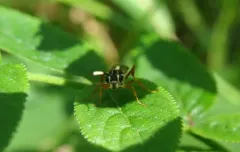 Orthogonalys pulchella thumbnail 4