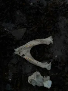 Walrus thumbnail 2