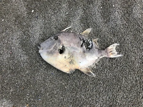 Finescale Triggerfish