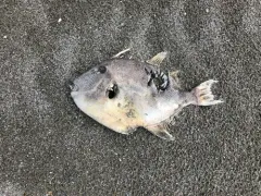 Finescale Triggerfish thumbnail 1