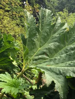 Chilean rhubarb thumbnail 2