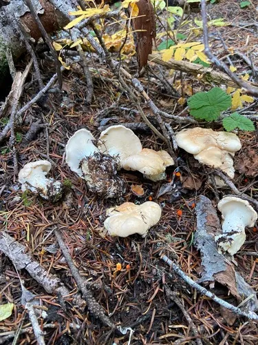 Hydnum olympicum