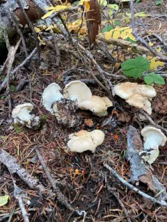 Hydnum olympicum thumbnail 1