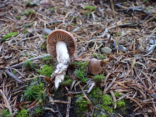 Cortinarius fuscescens