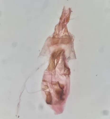 Dichomeris levisella