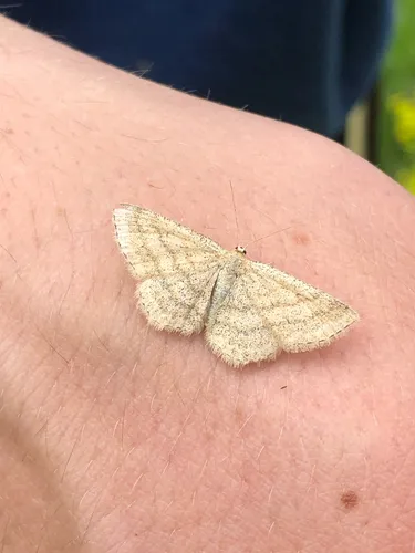 Scopula sideraria
