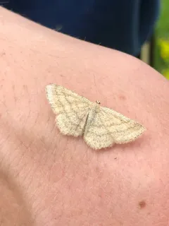 Scopula sideraria thumbnail 1
