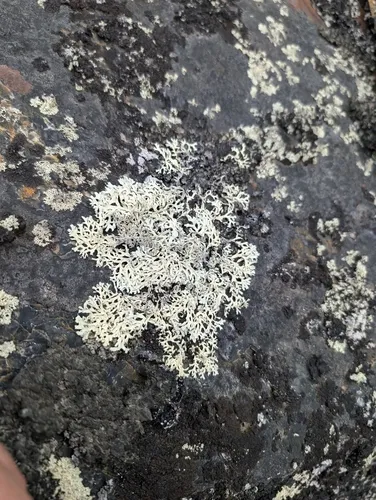 Rippled Ring Lichen