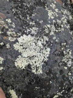 Rippled Ring Lichen thumbnail 1