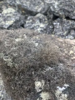 Tundra Horsehair Lichen thumbnail 3