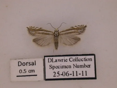Striated Eucosma Moth