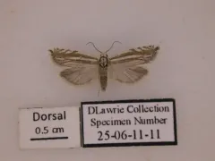 Striated Eucosma Moth thumbnail 1